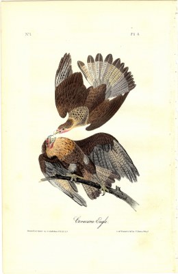 Brasilian Caracara Eagle