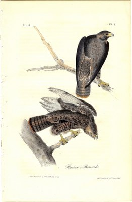 Harlans Buzzard (or Red Tailed Hawk) - Click Image to Close