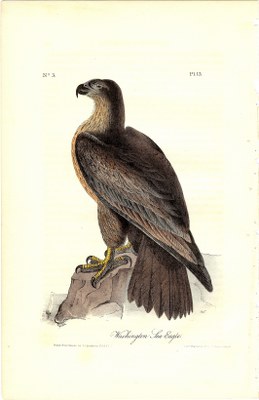 Washington Sea Eagle - Click Image to Close