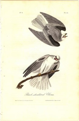 Black-shouldered Kite - Click Image to Close
